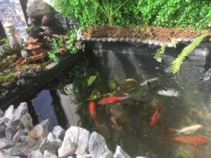 Chống Thấm Hồ Cá